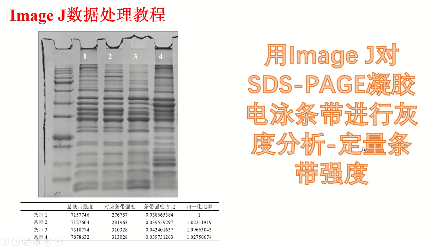 利用Image J对SDS-PAGE凝胶电泳条带进行灰度分析-定量条带强度
