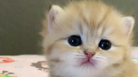 9615ea1cd41cf32a7d320641c77f0a542afbad5e.png@280w_158h_1c_100q.jpg