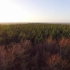 【空镜头】平原树木秋季航拍 素材分享