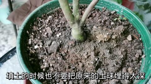 961cdd8d92686d46a40836748ea9dfa628b092e2.jpg@480w_270h_1c