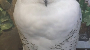 隼是什么意思中文 961d234e85b16e59c04421cf051154d96c03d040.jpg@310w_174h_1c_100q.jpg