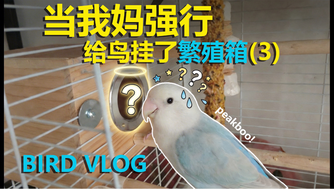 当我妈强行给鸟挂了繁殖箱（3）