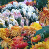 2个月花期，菊花中也有花期超长品种，花朵耐造