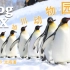 VLOG 00X | “企鹅桑世最可！”北海道游记-DAY3-旭川动物园