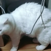 超可爱的猫猫