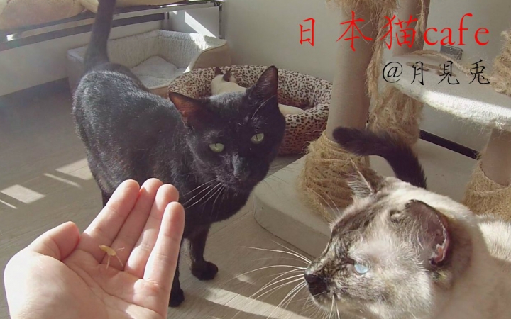 Japanese Cat Cafe: Chinese students hook up with Japanese cats with dried fish.