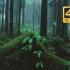 【4K】平静的雨落在森林的树叶上
