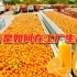 你知道新鲜的橙汁是如何在工厂生产的吗？