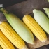 【动历史】从粮食到燃料，玉米的究极进化之路