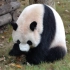 【大熊猫雪宝】20230921上海野生动物园雪宝
