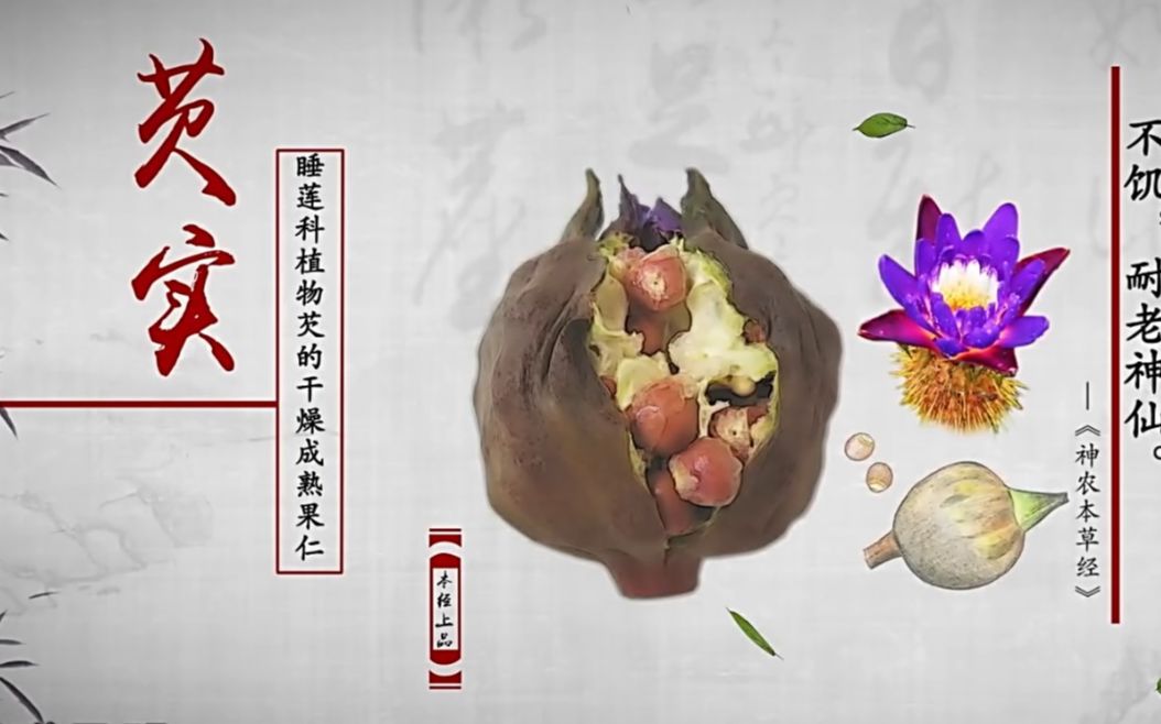 【本草物语】芡实（1080p）