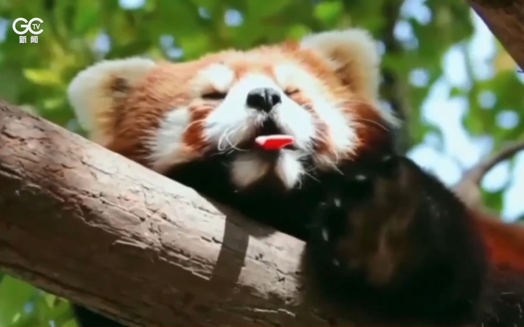 《国家公园》第四十一期：萌萌的小熊猫