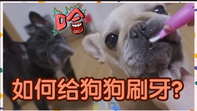 怎么给狗狗刷里面的牙齿 96a57f27d264e21ae424816f0aacba1582c3fbc8.jpg@280w_158h_1c_100q.jpg