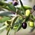 油橄榄的一生｜现代农业种植和收获橄榄油｜植物油皇后