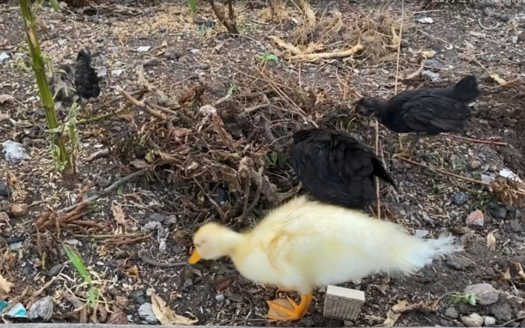 鸡同鸭讲4.0鸭子和他的三个小跟班