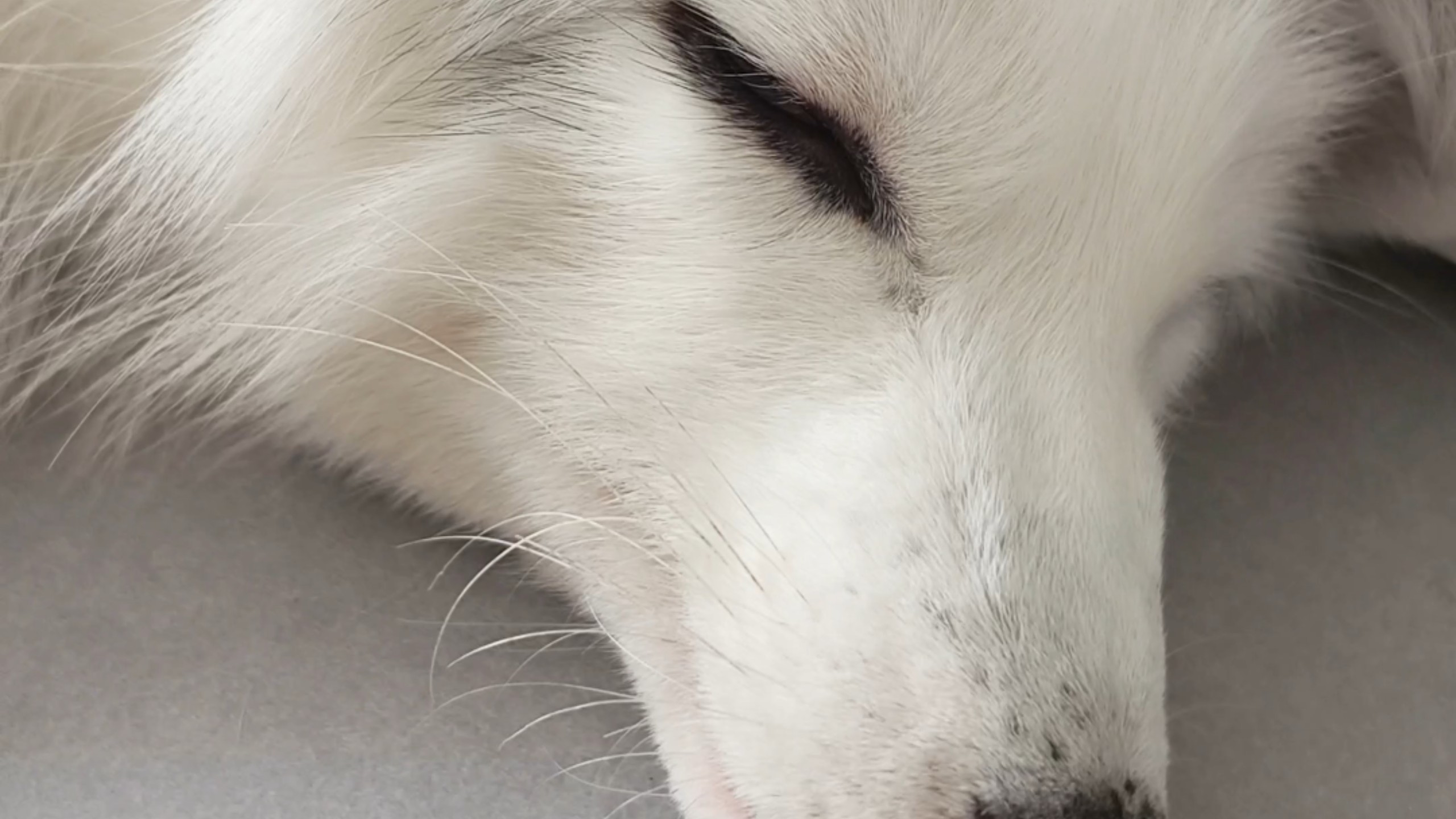 趁狐狸睡着了偷袭它的妙脆角