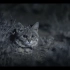 【BBC大猫】非洲最小的猫-黑足猫，一个满脸凶恶的捕鸟能手。