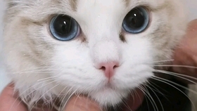96eb0dc8ab6b9a5f9b8d71c2679372d2461fdba3.jpg@280w_158h_1c_100q.jpg