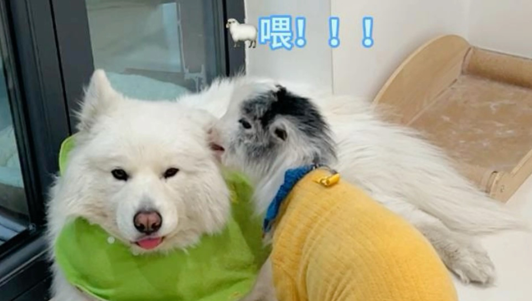 好好的一只羊，偏偏长了张“狗嘴”