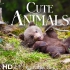 【4K美景】可爱的动物幼崽们 [3小时Plus Pro加长版] 解压-治愈-工作学习背景音-清晨叫醒-夜晚助眠