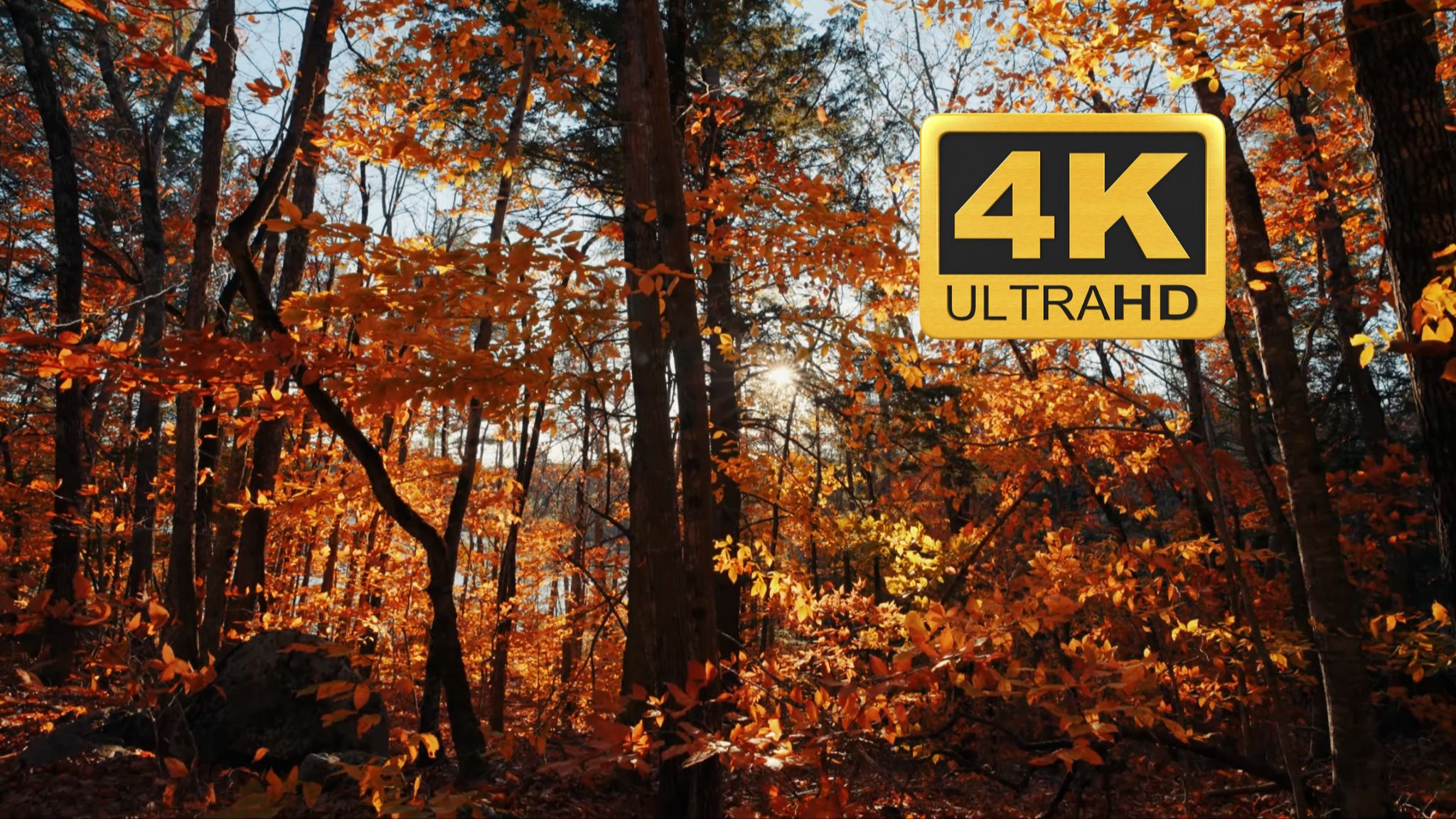 【4K】秋风轻拂林间路，叶落无声梦归处