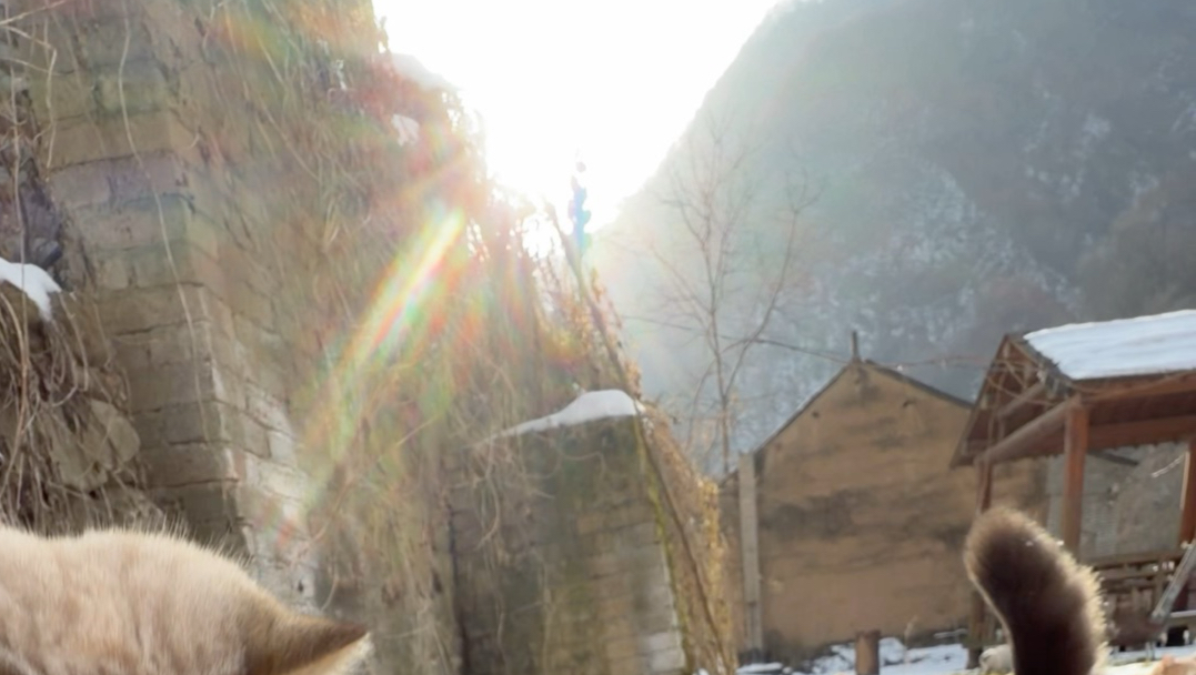 雪后院子长猫猫啦～