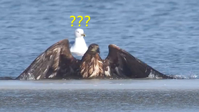 9723f84c20554f35c65b1c63d2eeebadb857388f.jpg@280w_158h_1c_100q.jpg