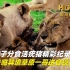 高清原声纪录片，狮群分食活疣猪，身临其境草原一哥的进食现场