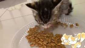 几个月断奶最合适小猫 9736575987513a49fbd8e9817d2fd7a9bbdf04c7.jpg@280w_158h_1c_100q.jpg