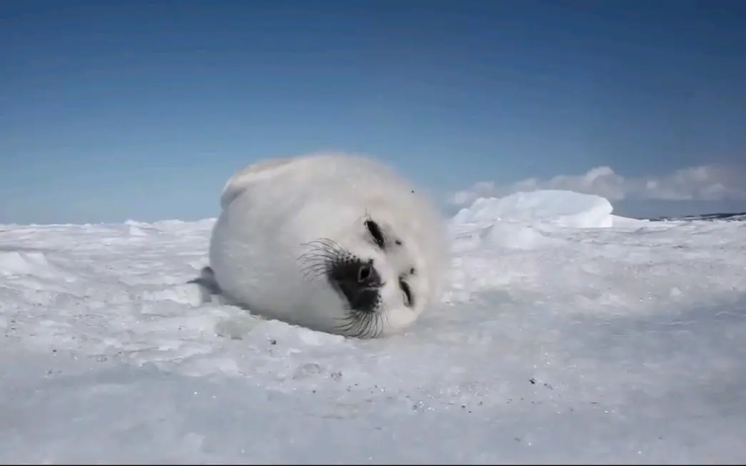 昏昏欲睡的海豹宝宝