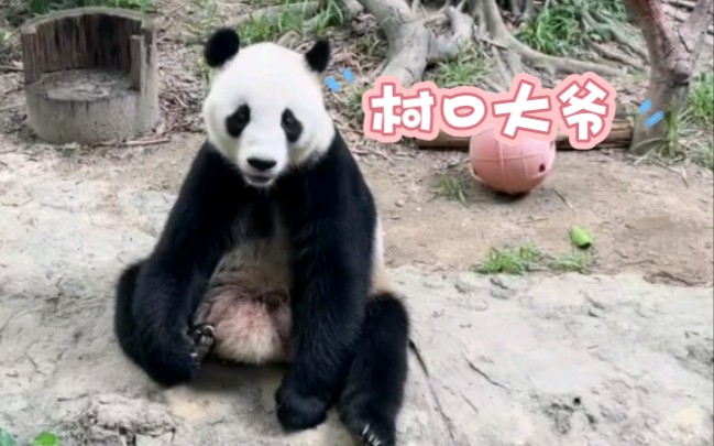 【库存】大熊猫亲亲的日常2（cr大熊猫三胞胎萌帅酷）