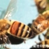 【蜜蜂】小蜜蜂是如何采蜜，酿蜜的？