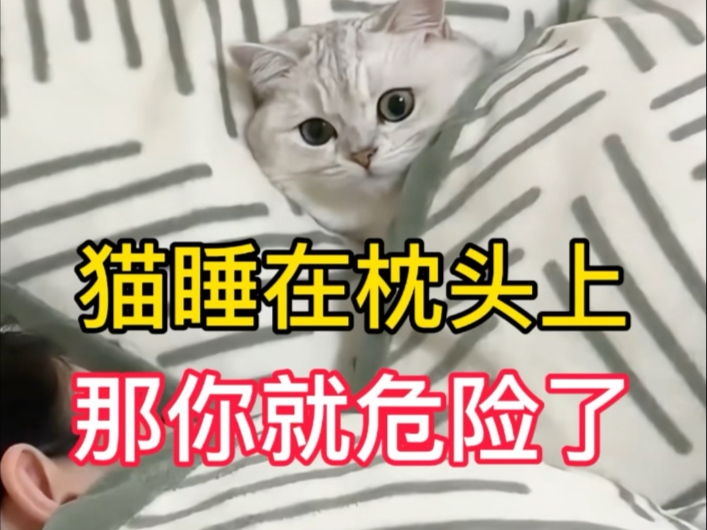 猫睡枕头上，那你就危险了，你家猫咪都睡哪里呢？