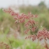 可商用视频素材之唯美大自然风景植物花