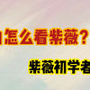 小白怎么看紫薇？紫薇初学者入