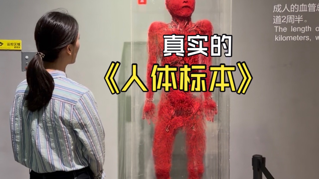 震撼全网的人体标本是如何制作的？人体精妙到看完惊出冷汗