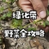 上海“绿化带”野菜全攻略！