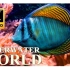 海底世界8K超高清 – 海洋生物/动物/珊瑚礁