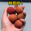 一年前我用荔枝核种出了荔枝，就是得等到啥时候开花结果