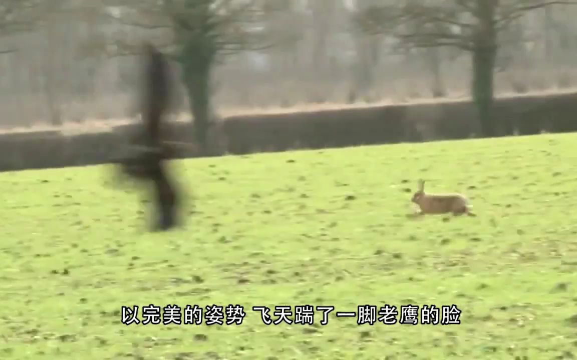 兔子飞天打老鹰的脸,直接吓懵了围观众人,网友:这是兔子精