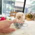 【茶杯犬】请问你要来一杯茶杯犬嘛╰(●'◡'●)╮