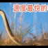 【动物知识科普】移动速度最快的毒蛇：黑曼巴蛇