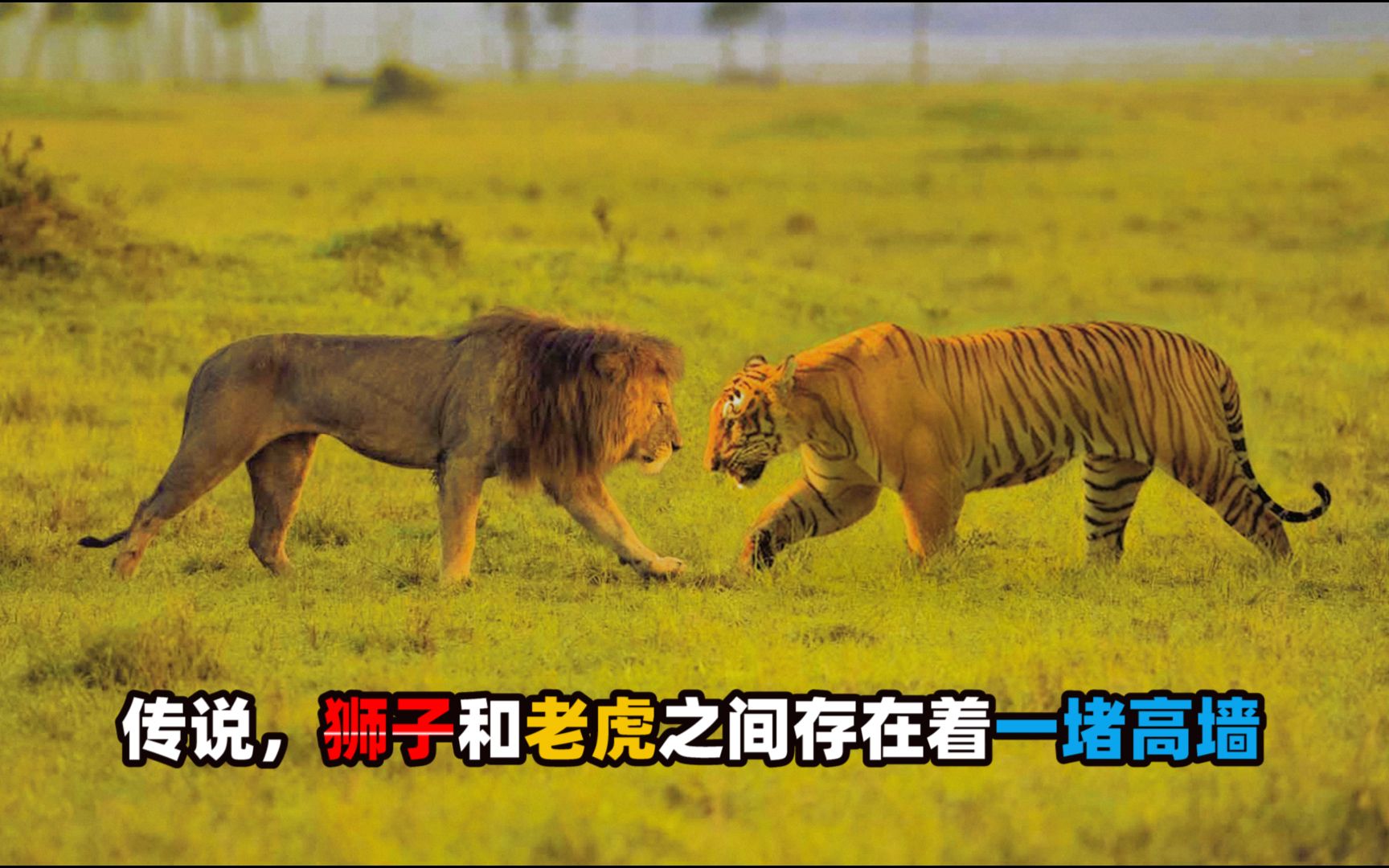 真正的万兽之王是谁(狮子vs老虎，谁才是真正的“万兽之王”呢？) | 人物集