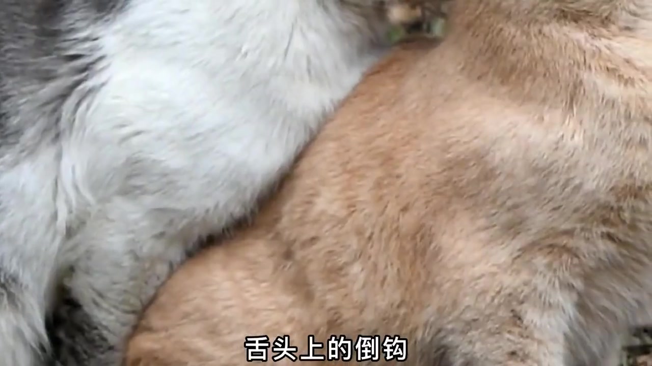 雄性猫咪为何要长倒刺?还会刮伤雌猫?这倒刺隐藏着什么秘密?