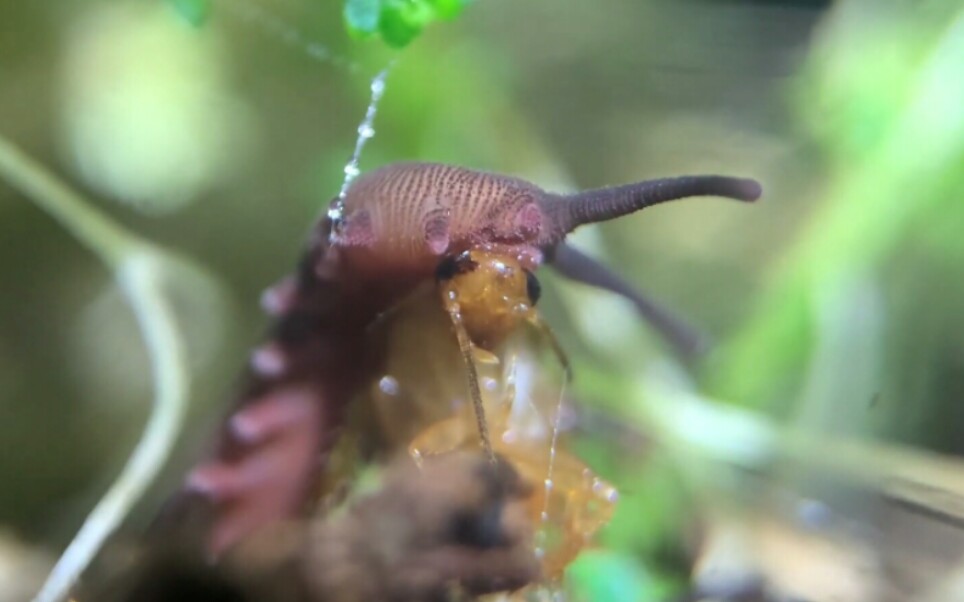 油管博主饲养的可爱栉蚕吃蟑螂
