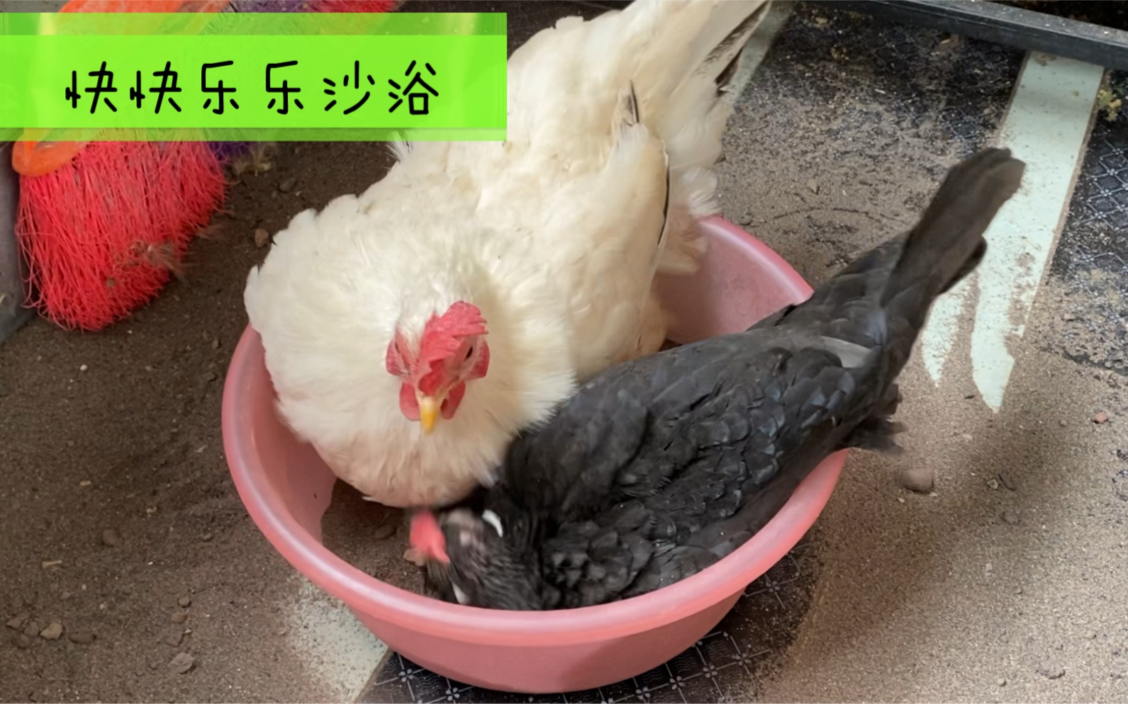 【宠物鸡】姐妹情深，沙浴必须要挤在一起。