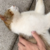 摸摸学校的猫学长