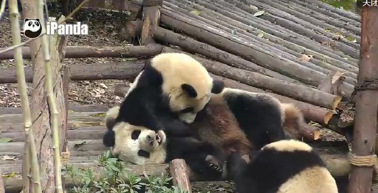 20180126_《大熊猫娅星雅竹成实雅韵》麻麻都被掏宝了.