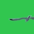 视频素材 ▏k853 4K画质白色海洋展翅飞翔绿屏抠像蓝屏抠像视频后期特效合成动态视频素材