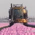 国外智能机械化农业---郁金香的故事